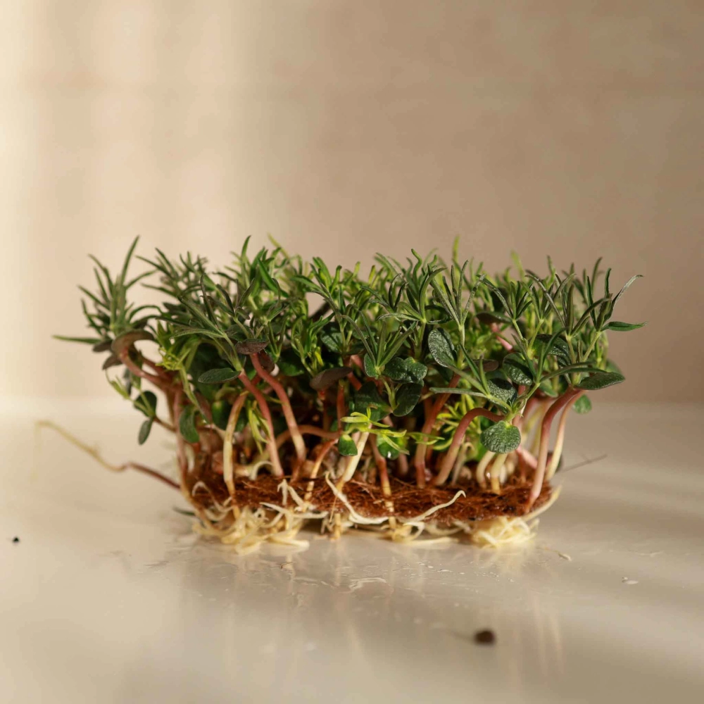 Lupine Red Microgreens 0750.jpg