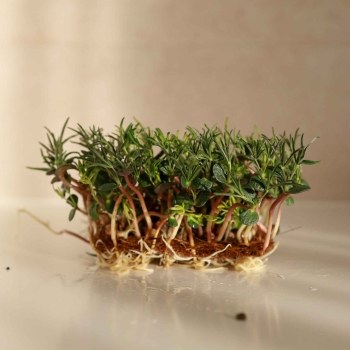 Lupino - semi microgreens BIO