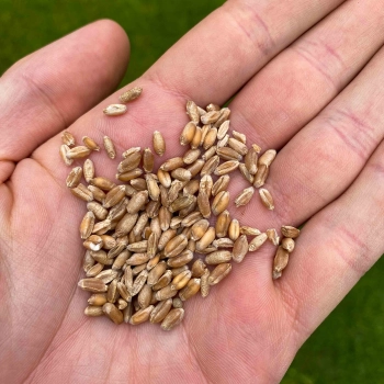 semi di erba di grano