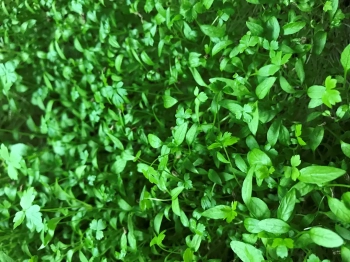 Parsley-microgreens-leaves.webp