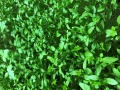 Parsley-Curly-microgreens-leaves.webp