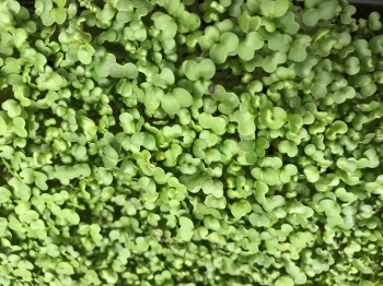 broccoli-raab-microgreen-leaves