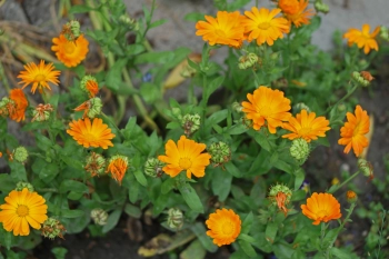 Calendula-officinalis Marigold fiori edibilli