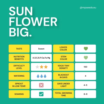 Girasole Grande – caratteristiche