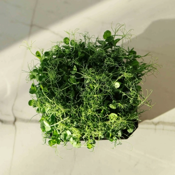 Piselli Affyla Foxy Microgreens