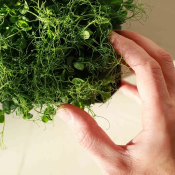 Piselli Affyla Microgreens