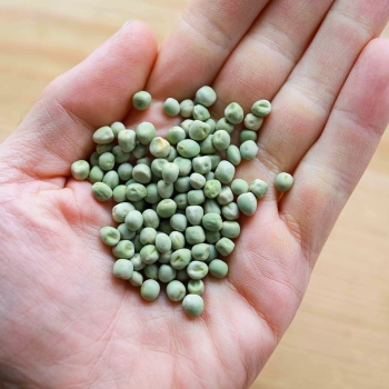 Pisello verde Foxy, semi microgreens