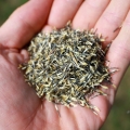 tagette-citron-microgreens-seeds.JPG
