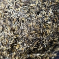 Tagette citron seeds.JPG