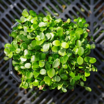 Cedro Cinese - Semi Microgreens 