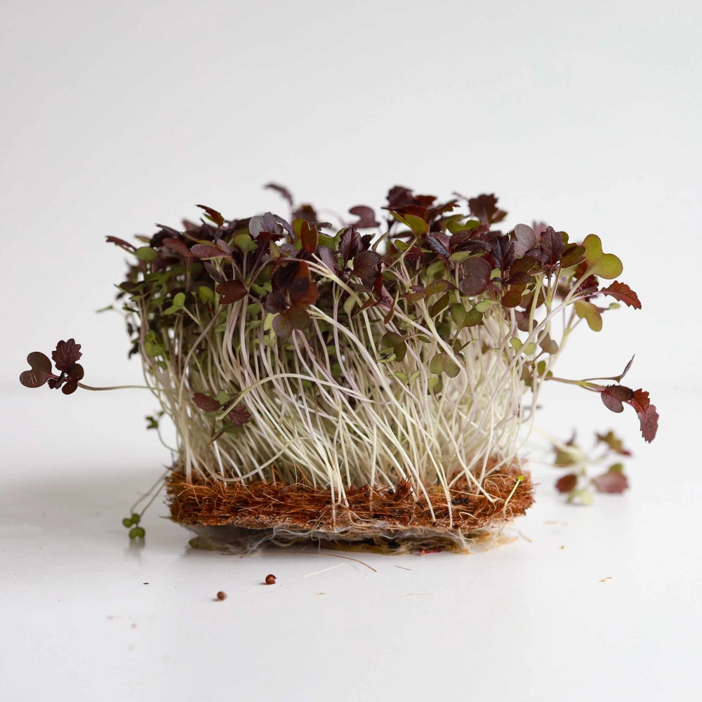 Mustard Radd Microgreens Seeds.jpg