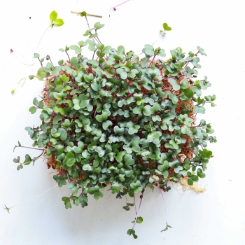 Sesja 25 IV 2024 Microgreens Seeds-16.jpg