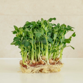 Jumbo Microgreens - Insalata di piselli