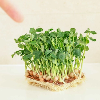 Insalata di piselli, microgreens