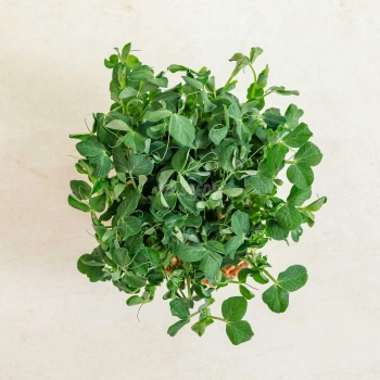 Microgreens Piselli Jumbo