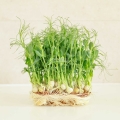 Microgreens Seeds for growing Pea Jumbo.jpg
