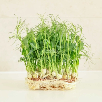 Microgreens Seeds for growing Pea Jumbo.jpg