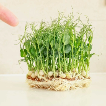 Pea Jumbo Seeds variety for growing Microgreens-05.jpg