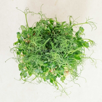 Pea Jumbo Microgreens Seeds.jpg