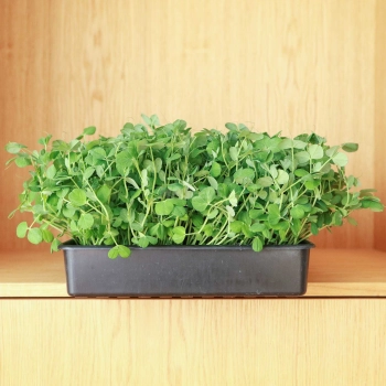 Insalata di piselli - microgreens