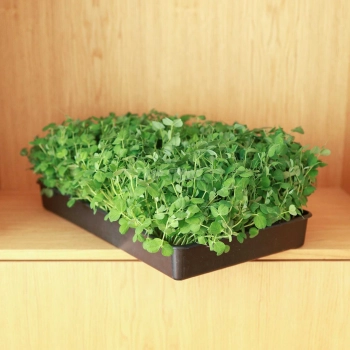 Insalata di piselli -microgreens