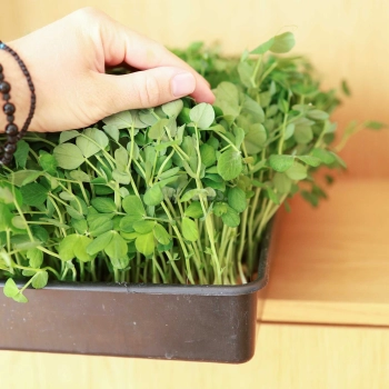 Insalata di piselli