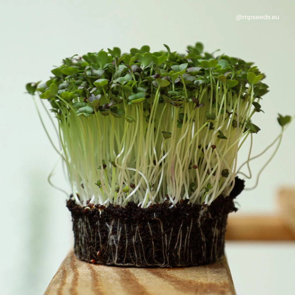 mizuna-verde-microgreens