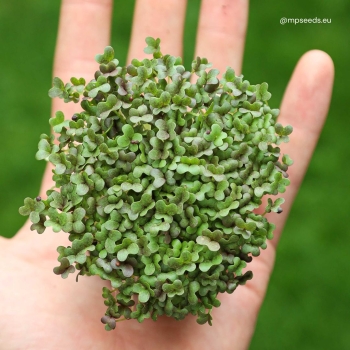 mizuna-verde-microgreens