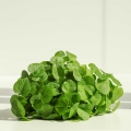 Adzuki Red - Microgreens Seeds-62.jpg