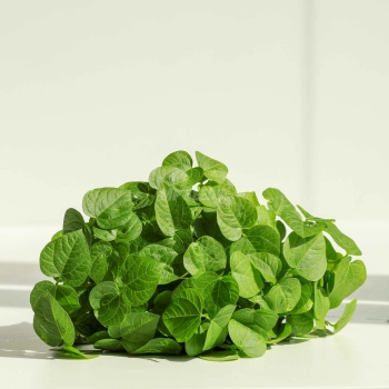 Adzuki Red - Microgreens Seeds-62.jpg