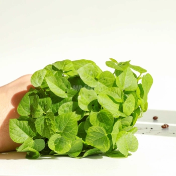 Adzuki Red - Microgreens Seeds-64.jpg