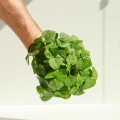 Adzuki Red - Microgreens Seeds-69.jpg