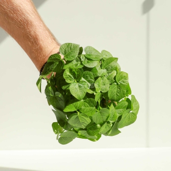Adzuki Red - Microgreens Seeds-69.jpg