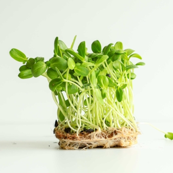 Sunflower Small - Microgreens Seeds-37.jpg