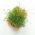 Leek - Microgreens Seeds-55.jpg