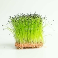 Leek - Microgreens Seeds-46.jpg