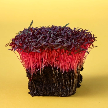 microgreens di amaranto rosso biologico