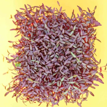 foglie di microgreens di amaranto rosso biologico