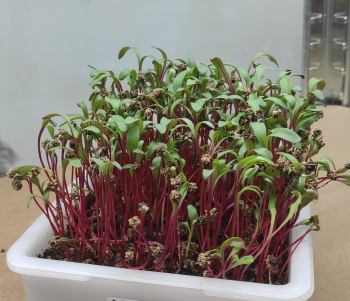 Barbabietola Rossa Microgreens