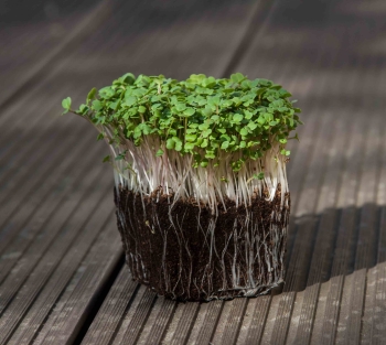 microgreens di rucola con radici