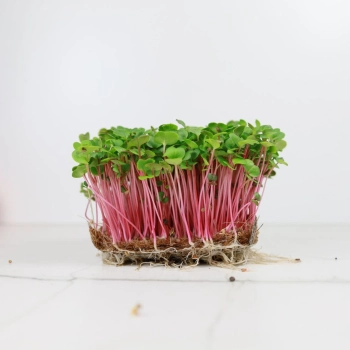 Radish-Rose-Karuzela.jpg
