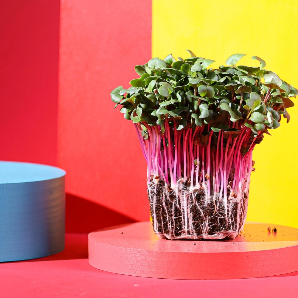 microgreens ravanello rosa