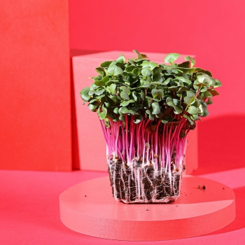 fusto dei microgreens di ravanello rosa