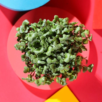 foglie dei microgreens di ravanello rosa