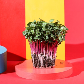 ravanello rosa micro-greens