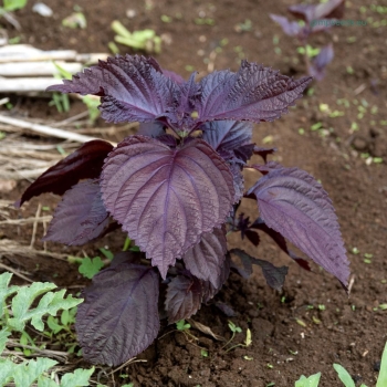 Perilla Shiso Rosso