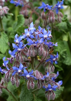 borragine fiori