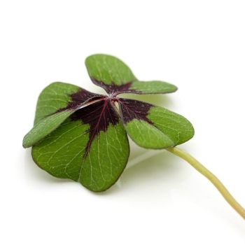 oxalis-deppei