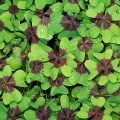 oxalis-deppei-microfoglie
