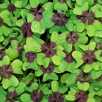 oxalis-deppei-microfoglie
